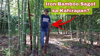 Paano Magtanim at Kumita sa Iron Bamboo  Perfect Investment