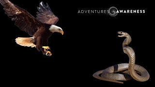Integrating Shadow & Light - lessons from Norse Mythology