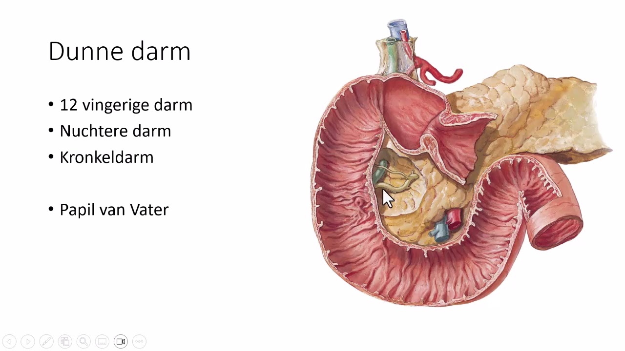 Maagdarmstelsel NL anatomie