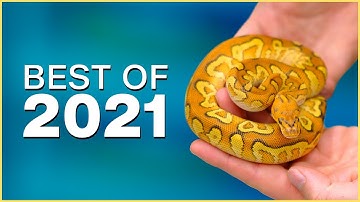 Top 10 Ball Pythons of 2021 | #Hetflix 137
