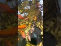 3 Tails Fish #usa #koi #aquariumfish #shortvideo #wildlife #shorts #nature #reels #viral #ytshorts