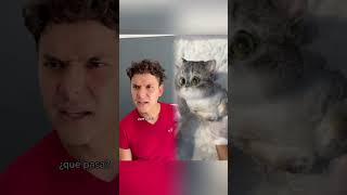 Los gatos negros dan buena suerte 🐈‍⬛🍀