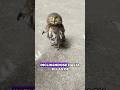 Little owl bowing in the middle of the road #Friendship #Us
