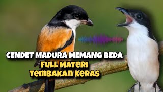 Download Lagu Cendet Madura Isian Tengkek Buto Full Materi Mewah Juara Lomba.!!! MP3 Download Lagu Cendet Madura Isian Tengkek Buto Full Materi Mewah Juara Lomba.!!! MP3