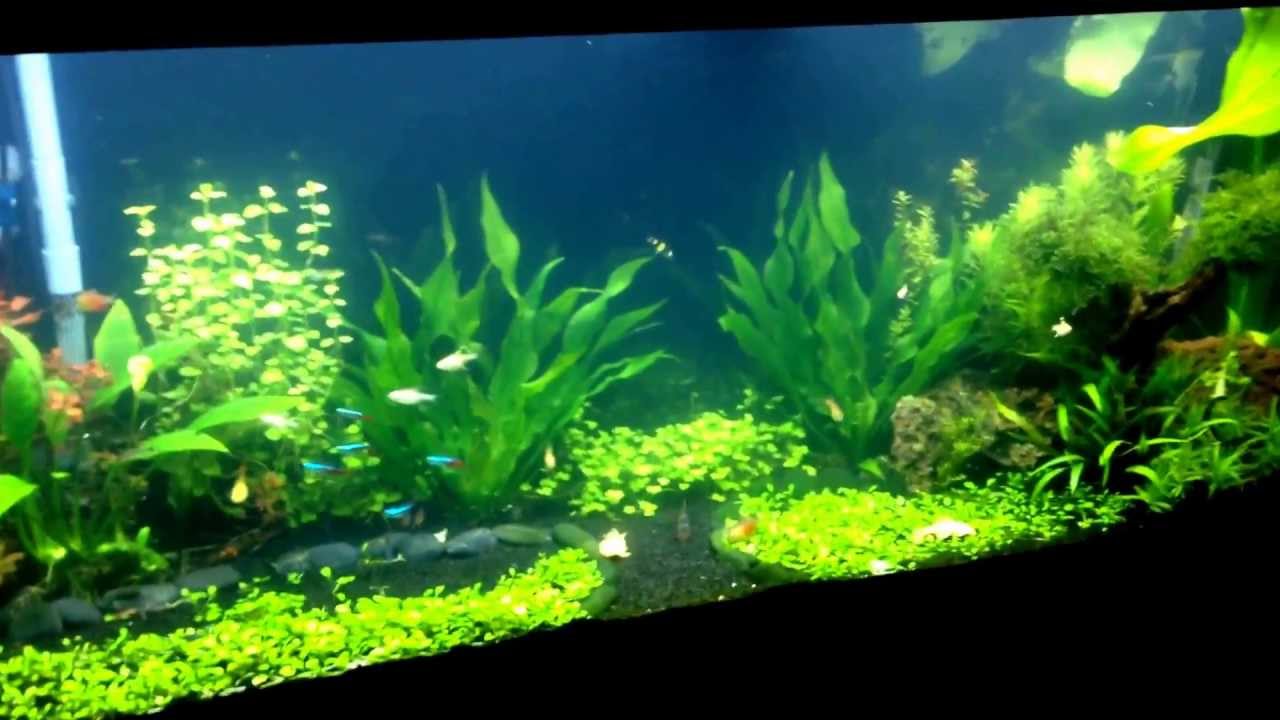 Back to normal ( how to remove cloudiness in aquarium in the