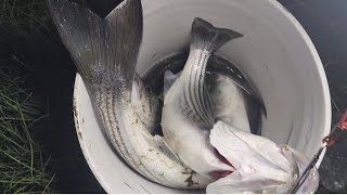 Nuv ntses lom zem kawg li os. fishing striper bass 05132024