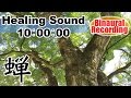 【癒しの音 10時間】セミの声・夏休み情景 バイノーラル録音、作業用・勉強用・睡眠用