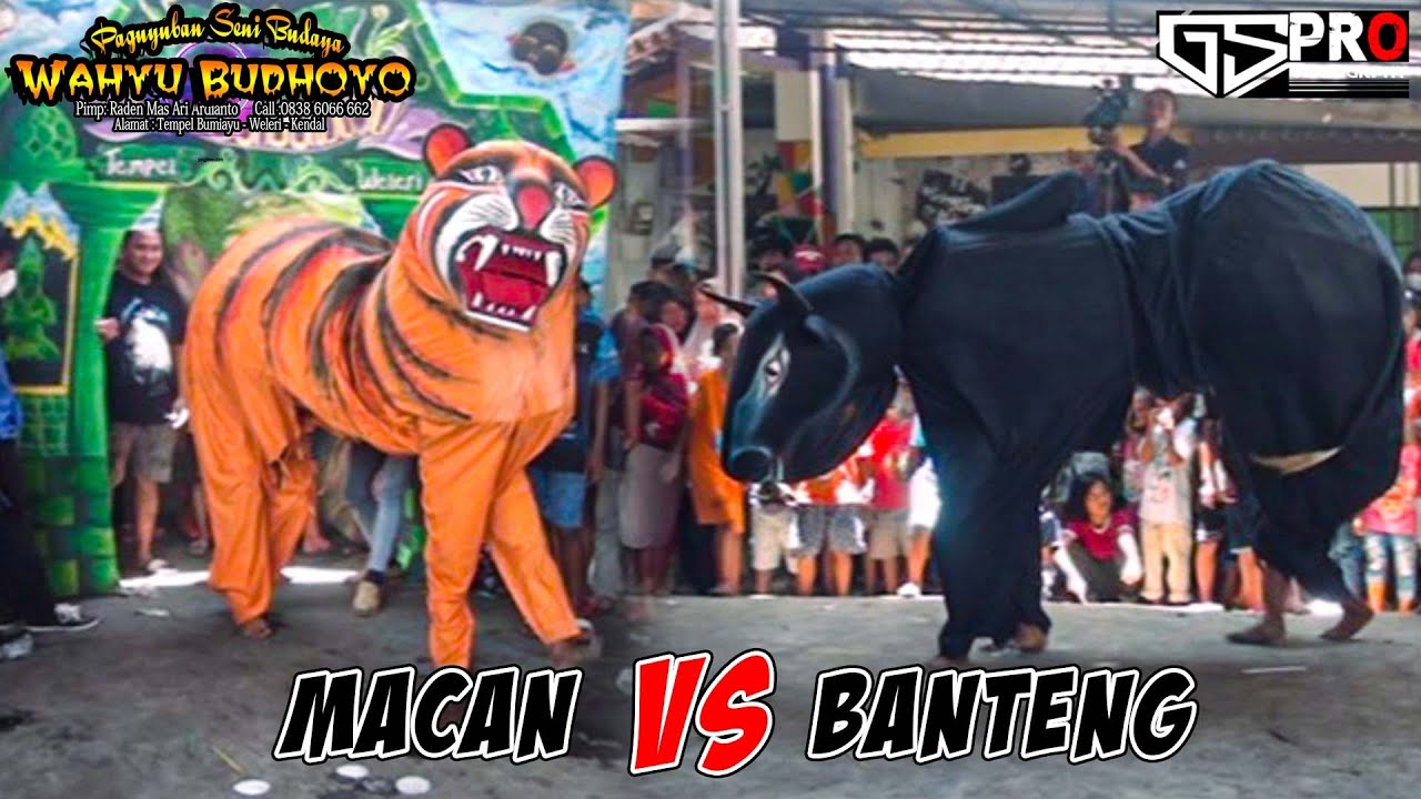 bantengan vs macan | Wahyu Budhoyo | cover Lyrics (Prau Layar)