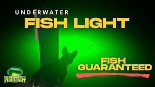 Are Underwater Fish Lights Worth It? Installation & Real Results