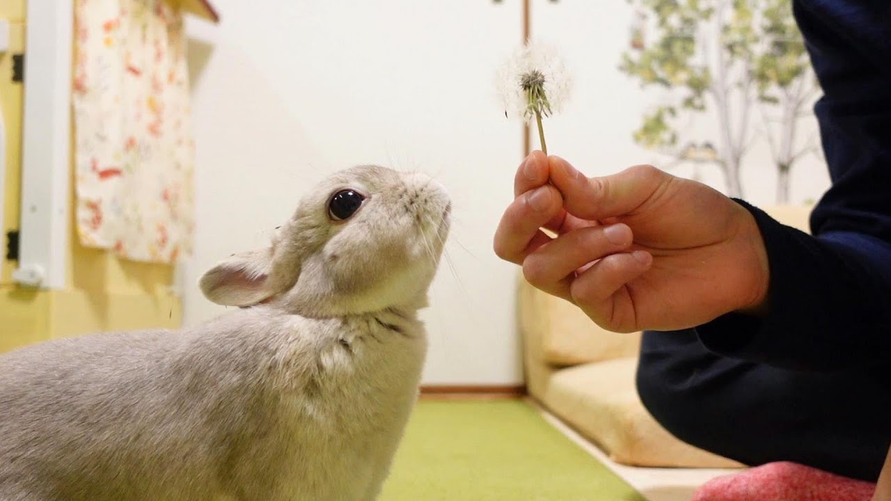 うさぎさんが大好きなたんぽぽの綿毛が舞う瞬間を見てもらいたかっただけなのですが、、、