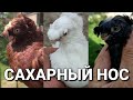 **2 Часть** 24 ЧАСА С ДОРОГИМИ ГОЛУБЯМИ МАЖОРЫ ! Узбекские голуби. Tauben. Pigeons. Сахарный нос