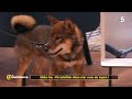 Shiba inu  lirrsistible chienstar venu du japon   la quotidienne