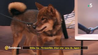 Shiba Inu : l'irrésistible chienstar venu du Japon !  La Quotidienne