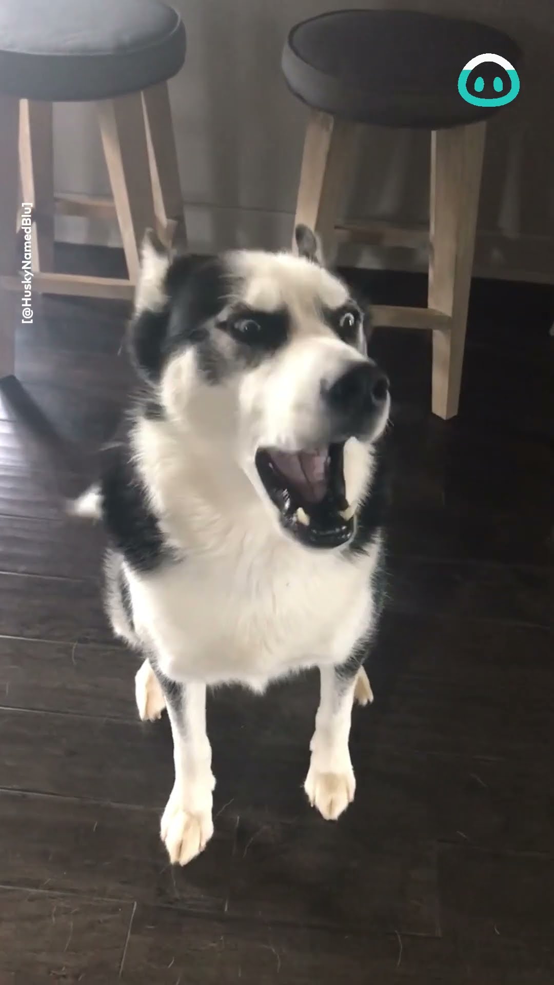 Dramatic Husky Just Can’t Stop Yelling || ViralHog