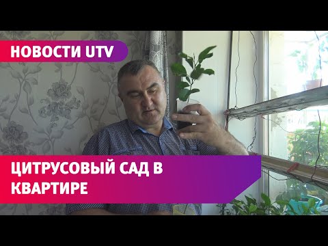 Житель Башкирии вырастил в квартире дерево, на котором растет 5 сортов цитрусовых