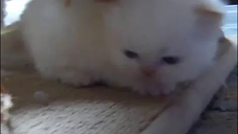 Video 7302191: playful himalayan persian kittens, himalayan male