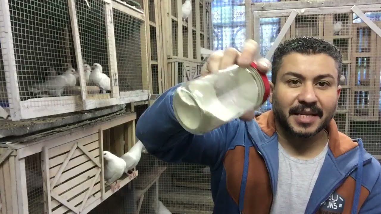 علاج كل أسباب كششان الحمام وموت الحمام ب١٠ جنيه 🤔