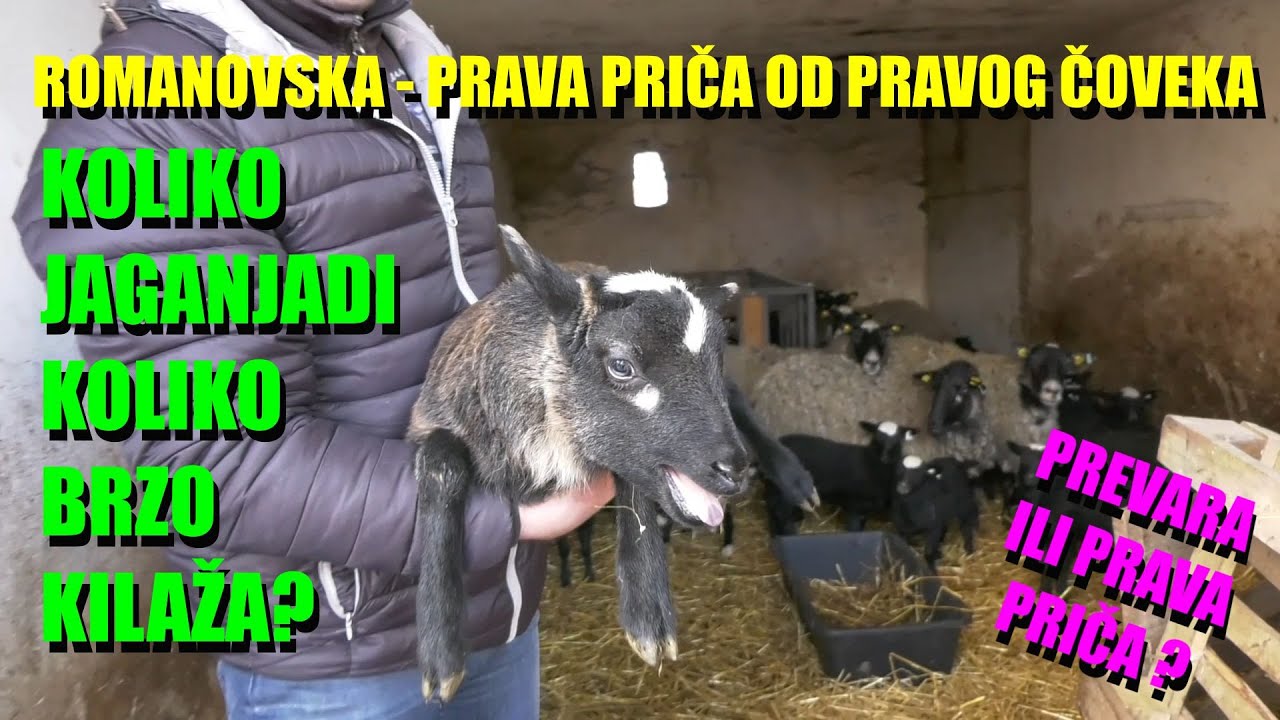 ROMANOVSKA - konkretno - ŠTA JE PRIČA A ŠTA JE STVARNOST - koliko se brzo tovi jagnje?? PRAVI ČOVEK!