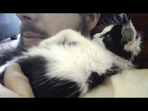 "kittens-sleeping-on-shoulders"-||-cfs