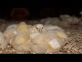 The Life Of A Broiler Chicken The Life Of A Broiler Chicken