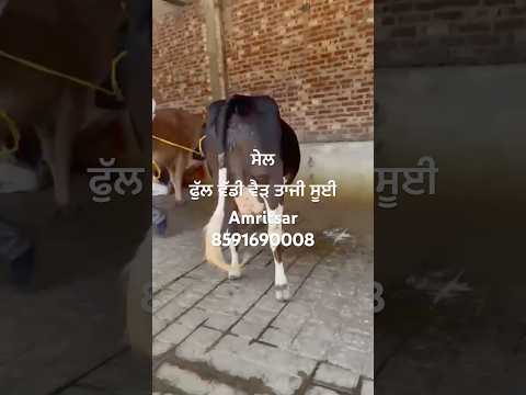 ਸੇਲ ਫੁੱਲ ਵੱਡੀ ਵੈੜ # #trending #cow #virel #youtubeshorts