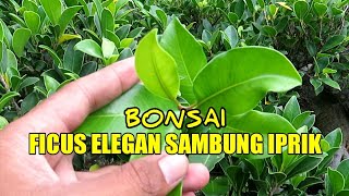 Bonsai Ficus Elegan Sambung Beringin Iprik