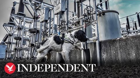 Trained sniffer dog trained can detect power faults deep underground