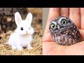 The Cutest Wild Baby Animals That Will Make You Go Aww