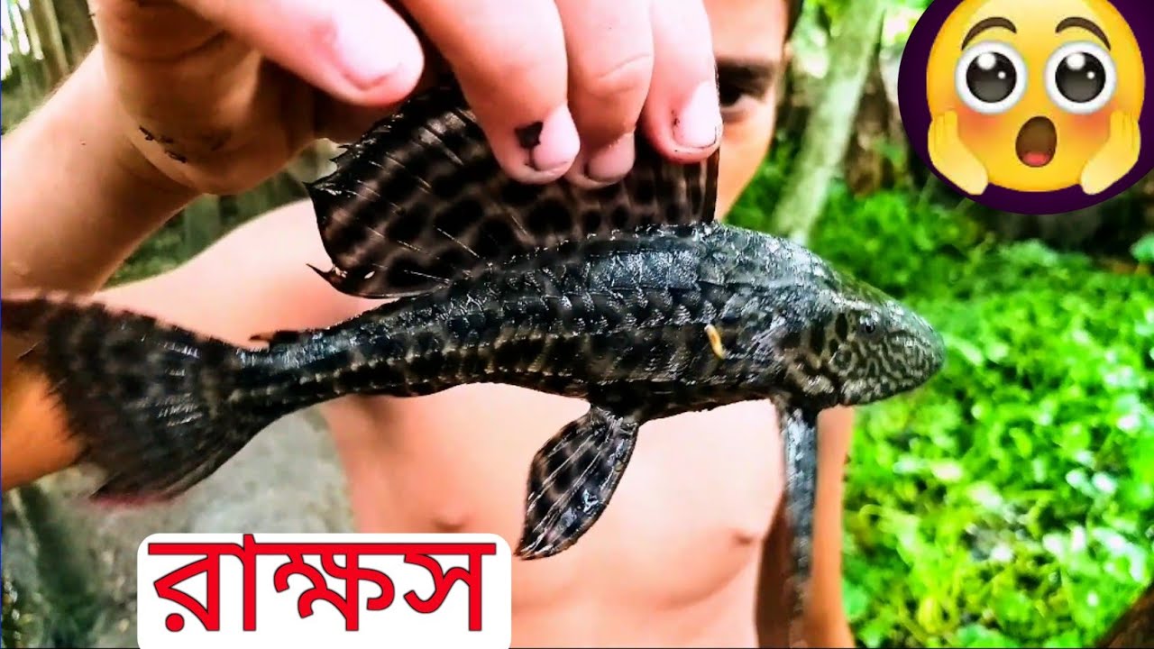 রাক্ষসি সাকার মাছ/Sucker Fish Rakshasi fish [] Masud Help Bangla - YouTube