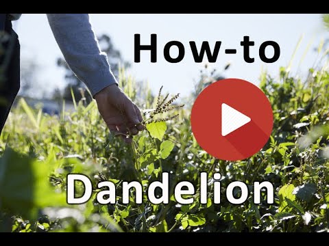 ვიდეო: Dandelion გამოყენება – როგორ გამოვიყენოთ Dandelion ყვავილები და მცენარეები