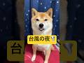 結果を予想してね🤭#柴犬 #豆柴 #shibainu #犬 #犬のいる暮らし #shorts
