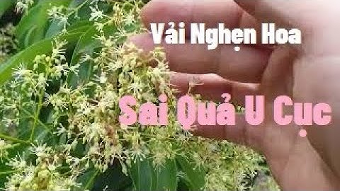 Vải Thiều Lục Ngạn Nghẹn Hoa Quả Sai U Cục I Nui Doi Luc Ngan 98