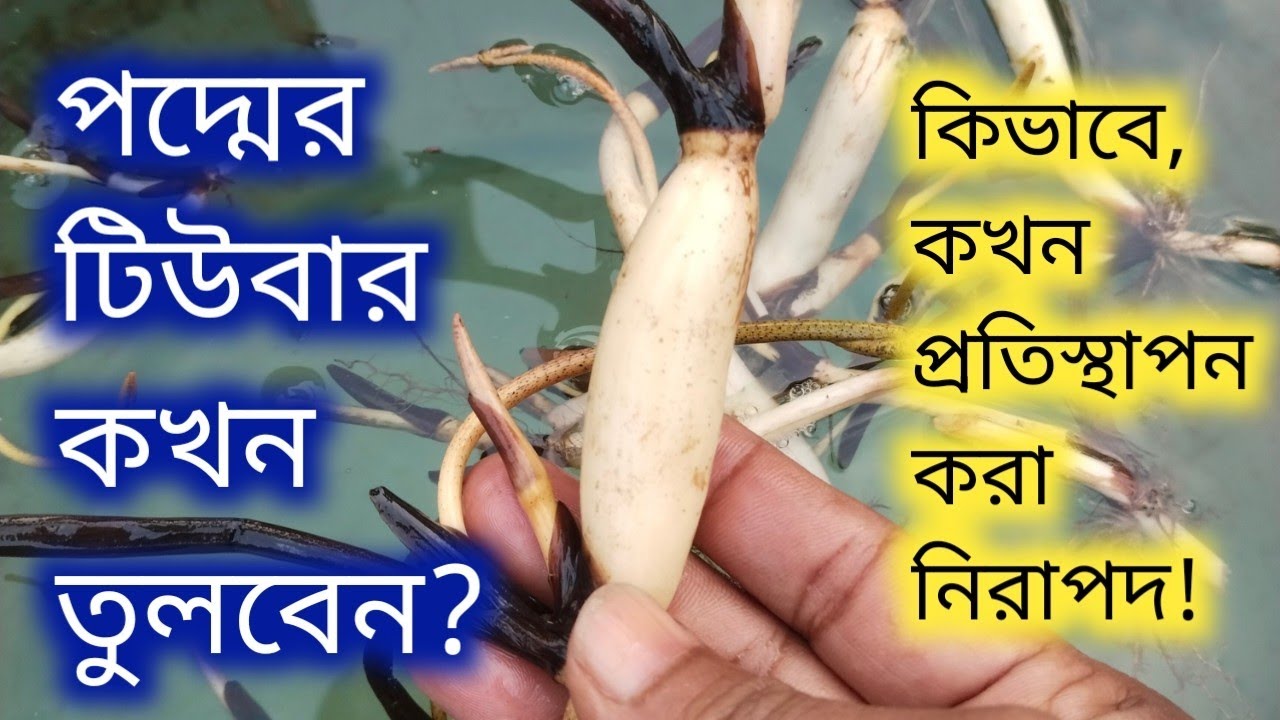 পদ্মের টিউবার কখন মাটি থেকে তুলতে হয় এবং কিভাবে বসাতে হয়! অধিক ফুল আনবার সহজ কৌশল।