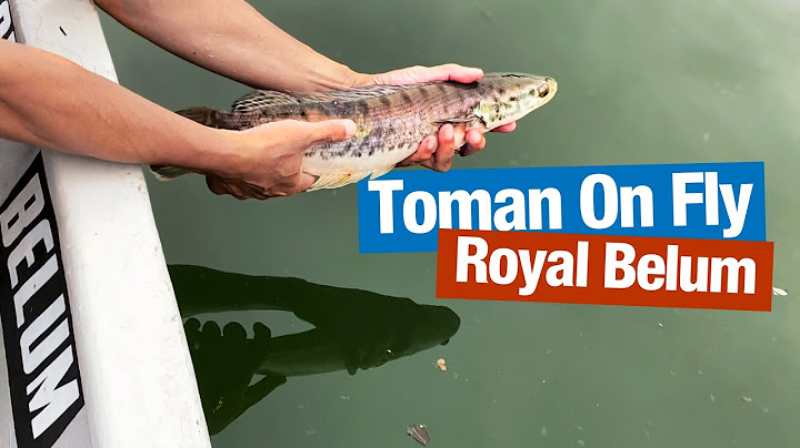 4 Days Living In A Houseboat and Fishing for Toman in Royal Belum