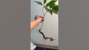 Sâm Ngọc Linh rừng nguyên bản, đẹp từ cây đến củ, củ già đen xì #taybac #duoclieu #dacsantaybac