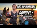 Dog adventures  goruffly  motogeo adventures