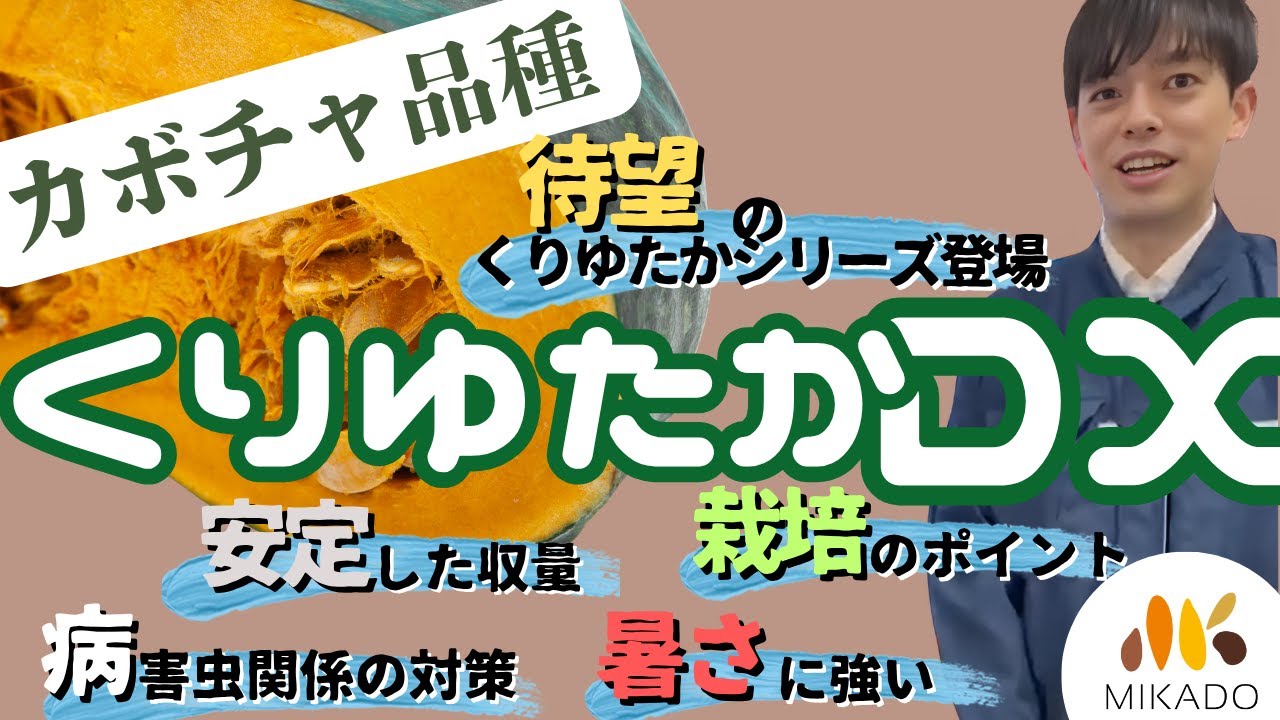 カボチャ「くりゆたかDX」販売開始 | Vilmorin Mikado Japan