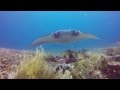 Diving komodo  manta madness with uber scuba komodo dive center