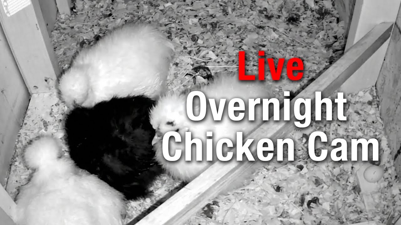 Chicken Coop Night Cam - AMSR Silkie Chickens Sleeping