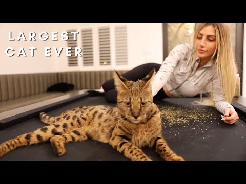 Video: Serval (cat): description, character, photo. Maintenance of a serval cat at home