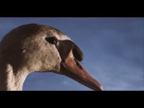 King Creosote & Jon Hopkins - Third Swan