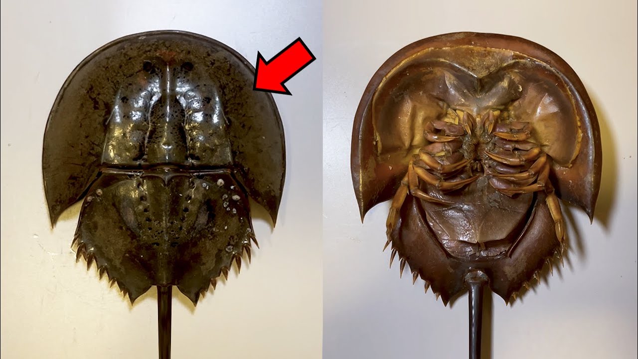 Horseshoe crabs are not crabs | Dissection of a horseshoe crab