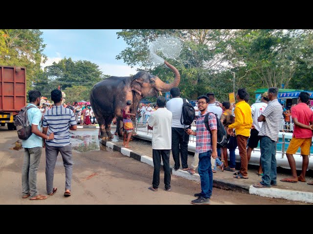 සාහිත්‍යය සහ අලි ඇත්තු, ලිවිසැරි ප්‍රේමය, Literature and elephants