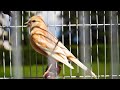 canary singing video - canary training song 58 minutes