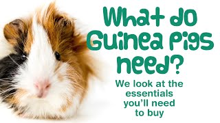 WHAT DO GUINEA PIGS NEED? | Starter Kit ESSENTIAL ITEMS for New Guinea Pig Owners