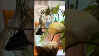 Feeding Time For Fred: Day 46