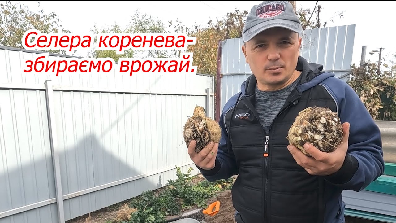 Золотий овоч. Як ми витягували з землі врожай кореневої селери.