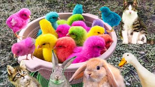 Catch Cute Chickens, Colorful Chickens, Rabbits, Cats, Swans, Ducks, Betta Fish, Turtle,Cute Animals