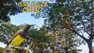 SUARA SOGOK ONTONG jozzz