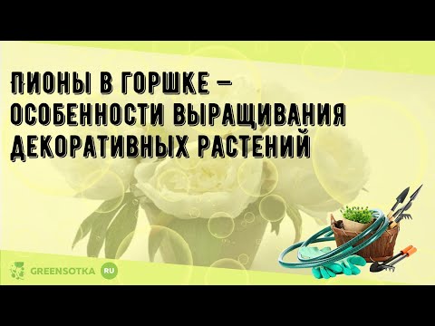 Пионы в домашних условиях в горшке